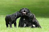 CANE CORSO 1185
